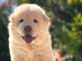 Chow Chow Bebeği̇mi̇z