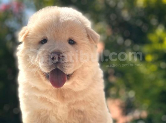 Chow Chow Bebeği̇mi̇z görsel