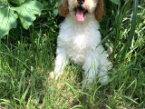 Standart Particolour Poodle Nadir Renk Yavrular