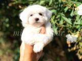 Irk Ve Sağlık Garantili Maltese Terrier Yavrularimiz