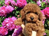 Red Brown Toy Poodle Anne Baba Secereli Sözleşmeli