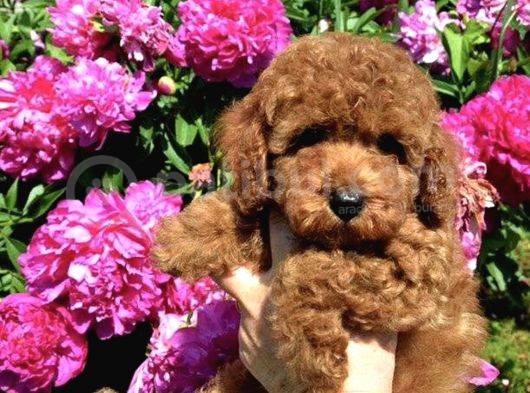 Red Brown Toy Poodle Anne Baba Secereli Sözleşmeli görsel