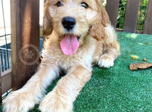 Goldendoodle ,Bernedoodle Ve Labradoodle Yavrular görsel