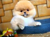 Ayı Surat Pomeranian Boo Yavrularımız