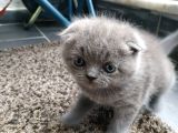 Scottish Fold , 1 Aylık Erkek Yavru