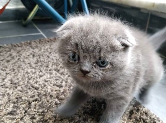Scottish Fold , 1 Aylık Erkek Yavru