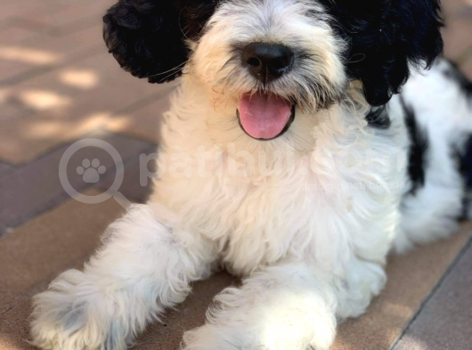 Bernadoodle Dizayn Irk Özel Nadir Köpekler görsel