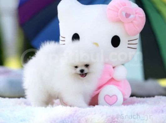 Kore Kanı Özel Üretim %100 Optic Beyaz Pomeranian Boo