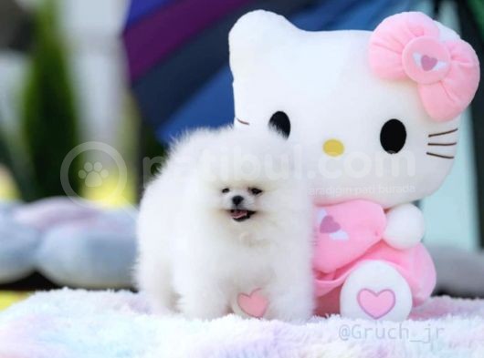 Kore Kanı Özel Üretim %100 Optic Beyaz Pomeranian Boo görsel