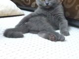 British Shorthair Yavrumuz