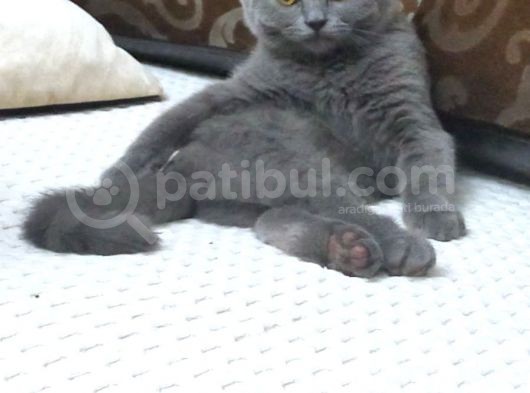 British Shorthair Yavrumuz görsel