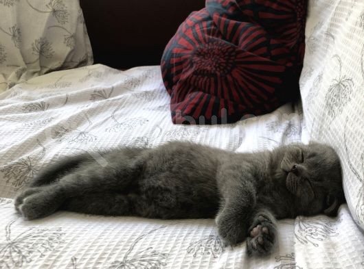 Scottish Fold , 1 Aylık Erkek Yavru görsel