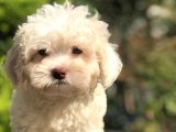 Yeşil Gözlü Mükemmel Maltıpoo Yavrumuz