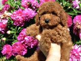 Red Brown Toy Poodle Anne Baba Secereli Sözleşmeli