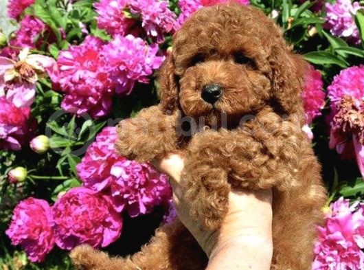 Red Brown Toy Poodle Anne Baba Secereli Sözleşmeli