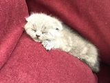 Scottish Fold , 1 Aylık Erkek Yavru