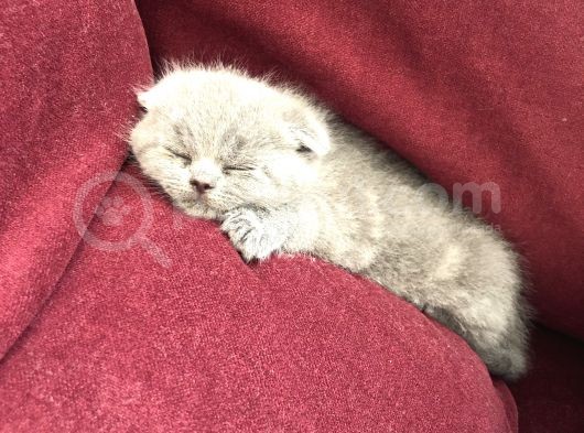 Scottish Fold , 1 Aylık Erkek Yavru görsel