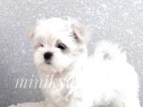 0 Numara Maltese Terri̇er Yavrulari̇mız