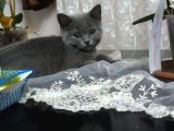 British Shorthair Yavrumuz