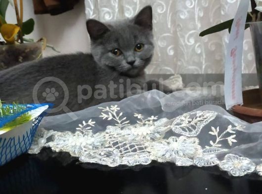 British Shorthair Yavrumuz