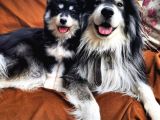 Alaskan Malamute Iri Çok Kaliteli Yavrumuz