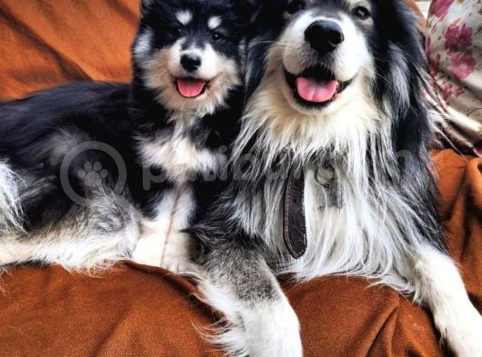 Alaskan Malamute Iri Çok Kaliteli Yavrumuz görsel