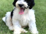Bernadoodle Dizayn Irk Özel Nadir Köpekler