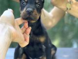 A Kalite King Dobermann Yavruları
