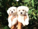 Irk Ve Sağlık Garantili Maltese Terrier Yavrularimiz