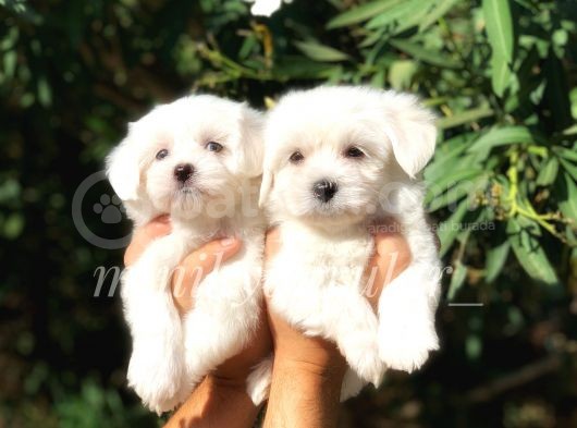 Irk Ve Sağlık Garantili Maltese Terrier Yavrularimiz görsel