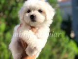 Safkan 0 Numara Maltese Terrier Yavrularimiz