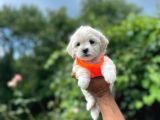 Minik Maltese Terrier