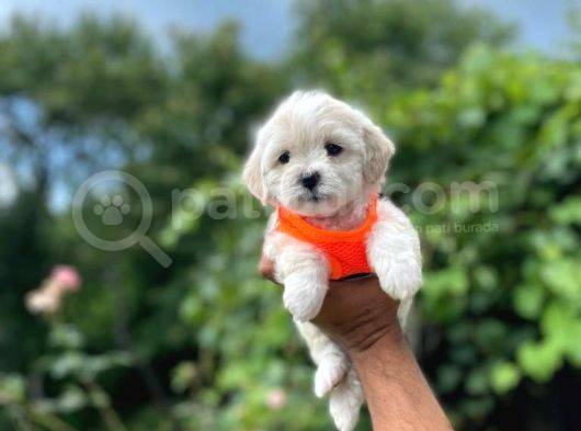 Minik Maltese Terrier