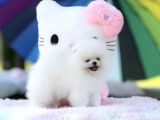 Kore Kanı Özel Üretim %100 Optic Beyaz Pomeranian Boo