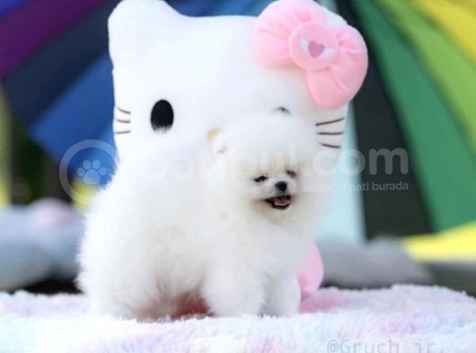 Kore Kanı Özel Üretim %100 Optic Beyaz Pomeranian Boo görsel