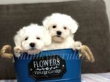 Irkının En İyileri Maltese Terrier Yavrularimiz