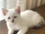 Evde Büyüyen Tatlı Yavrular