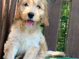 Goldendoodle ,bernedoodle Ve Labradoodle Yavrular