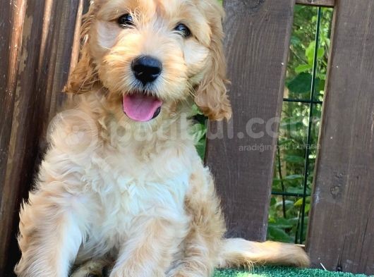 Goldendoodle ,Bernedoodle Ve Labradoodle Yavrular
