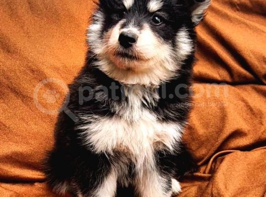 Alaskan Malamute Iri Çok Kaliteli Yavrumuz görsel