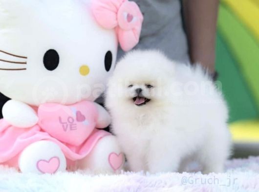 Kore Kanı Özel Üretim %100 Optic Beyaz Pomeranian Boo görsel