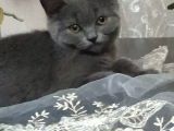 British Shorthair Yavrumuz