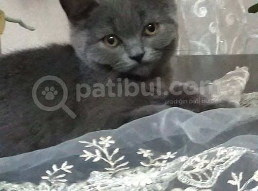 British Shorthair Yavrumuz görsel