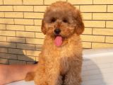 Apricot Toy Poodle Tuvalet Eğitimli Sözleşmeli