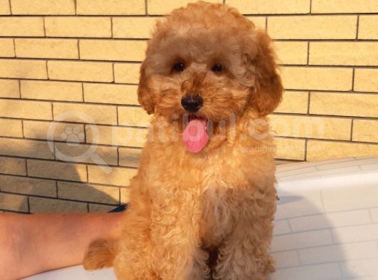 Apricot Toy Poodle Tuvalet Eğitimli Sözleşmeli