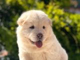 Chow Chow Bebeği̇mi̇z