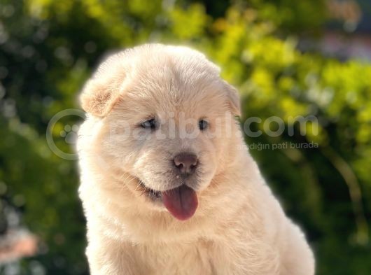 Chow Chow Bebeği̇mi̇z