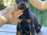 A Kalite King Dobermann Yavruları