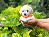 Minik Maltese Terrier