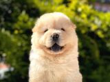 Chow Chow Bebeği̇mi̇z